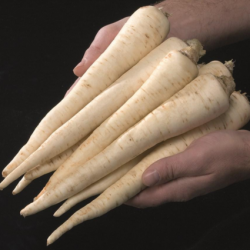 Pietruszka Eagle 100 tyś. nasion B-mox primed ST